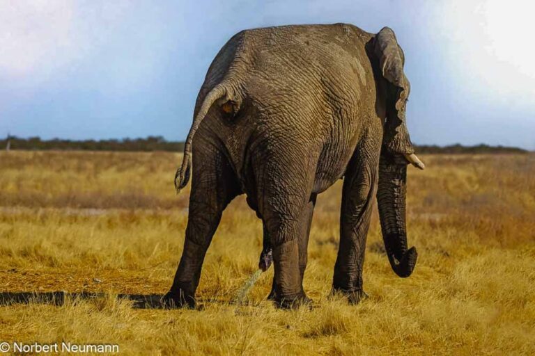 Namibia, Etosha-Nationalpark