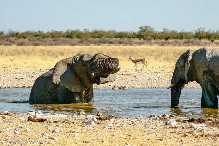 Namibia, Etosha-Nationalpark