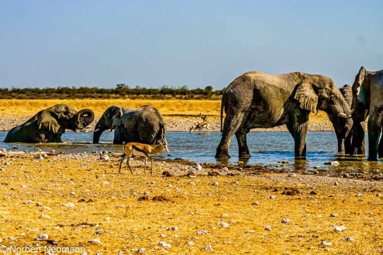 Namibia, Etosha-Nationalpark