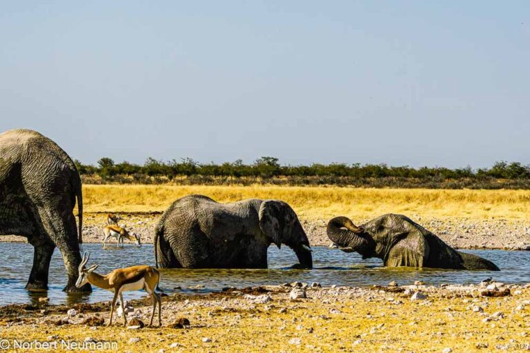 Namibia, Etosha-Nationalpark