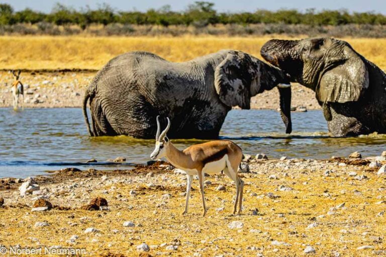 Namibia, Etosha-Nationalpark
