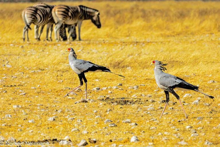 Namibia, Etosha-Nationalpark