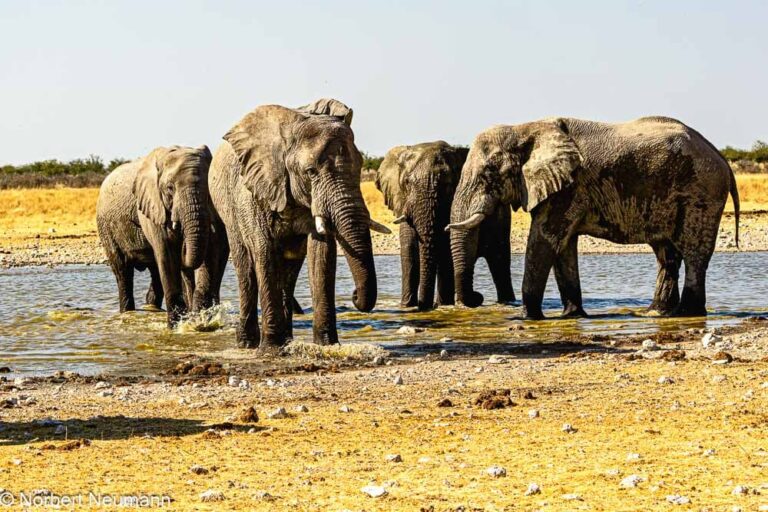Namibia, Etosha-Nationalpark