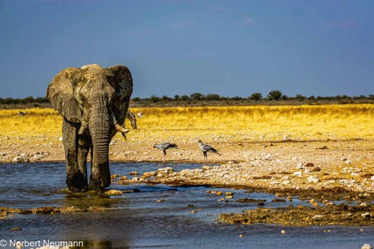 Namibia, Etosha-Nationalpark