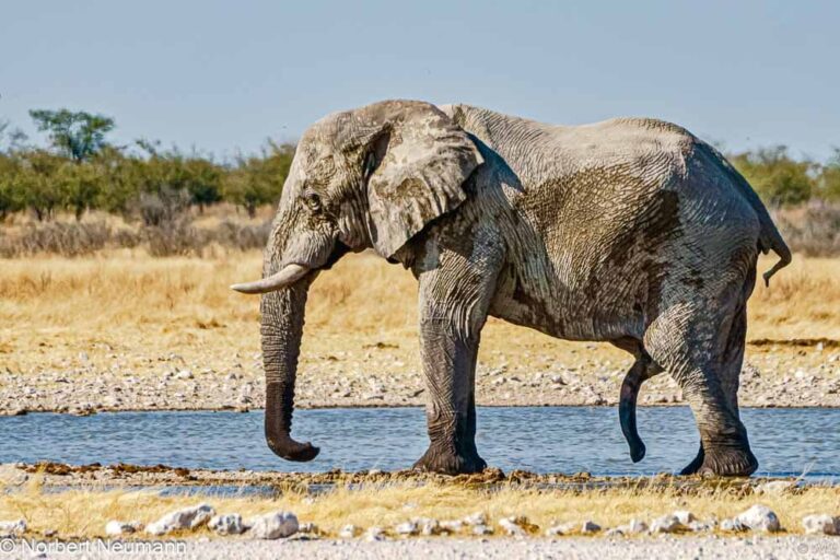 Namibia, Etosha-Nationalpark