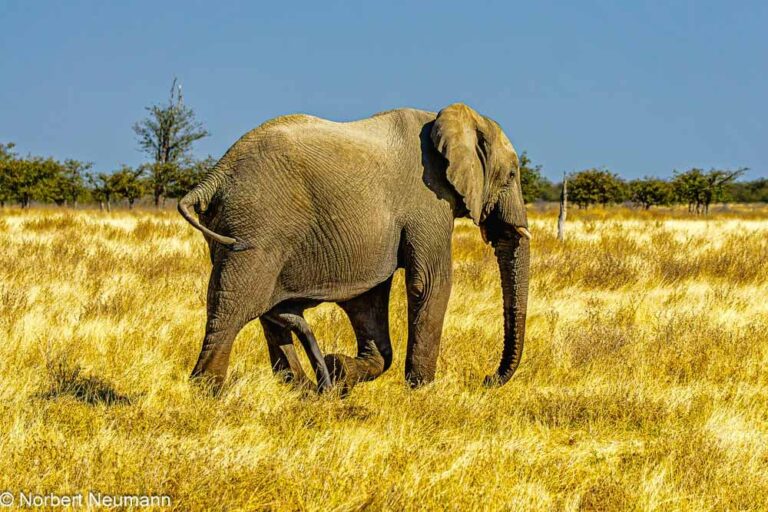Namibia, Etosha-Nationalpark