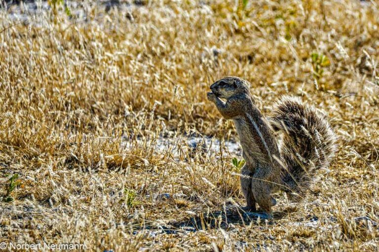 Namibia, Etosha-Nationalpark