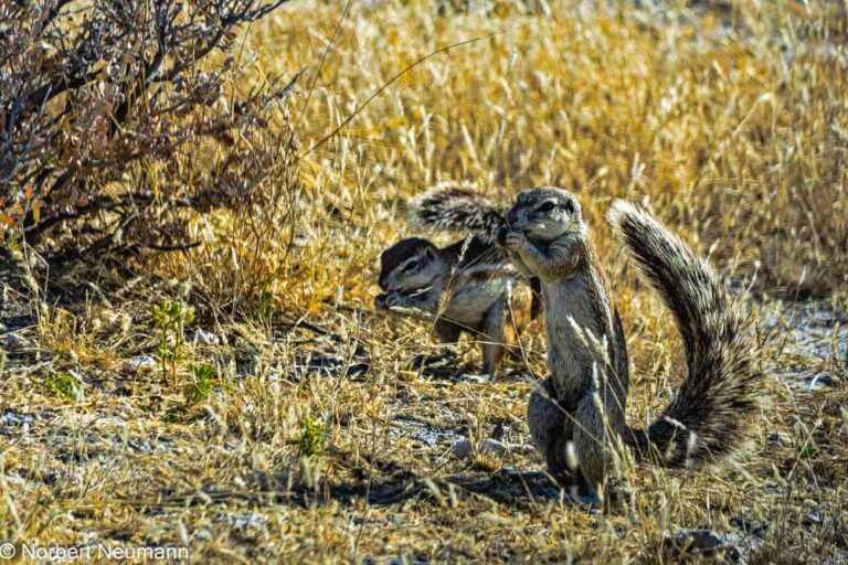 Namibia, Etosha-Nationalpark