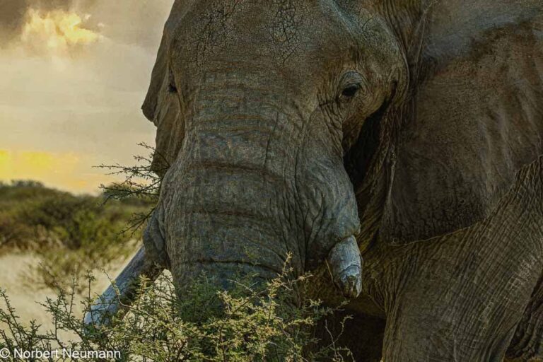Namibia, Etosha-Nationalpark