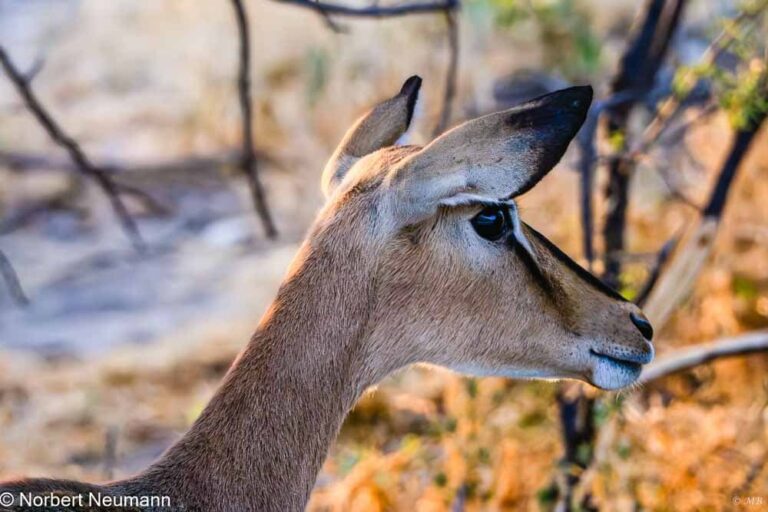 Namibia, Etosha-Nationalpark