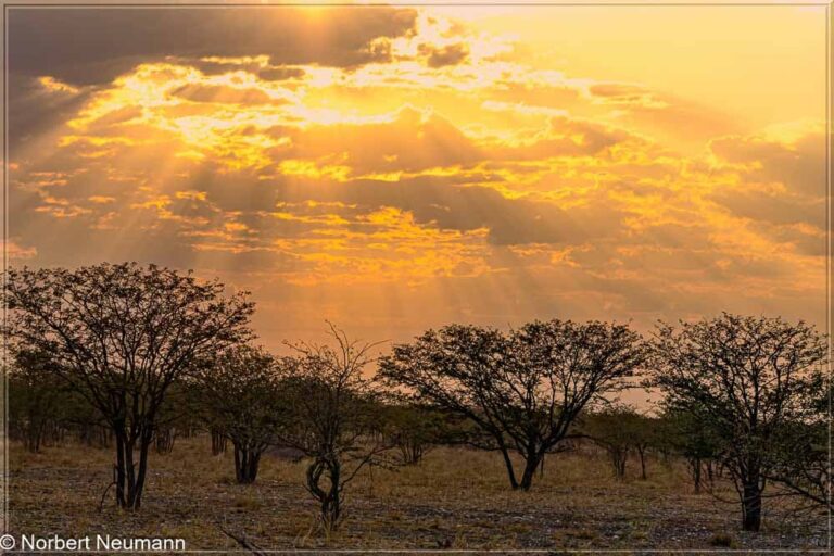 Namibia, Etosha-Nationalpark