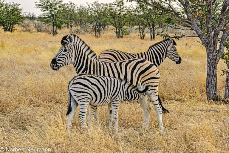Namibia, Etosha-Nationalpark