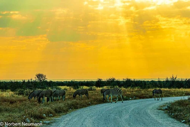 Namibia, Etosha-Nationalpark