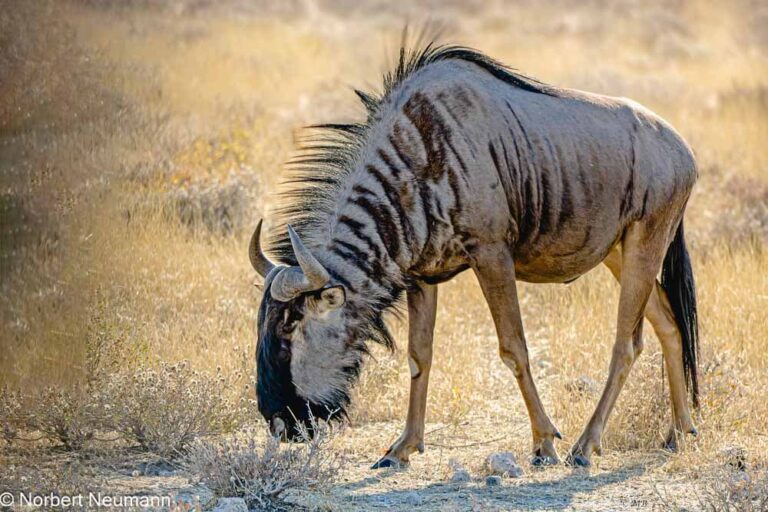 Namibia, Etosha-Nationalpark