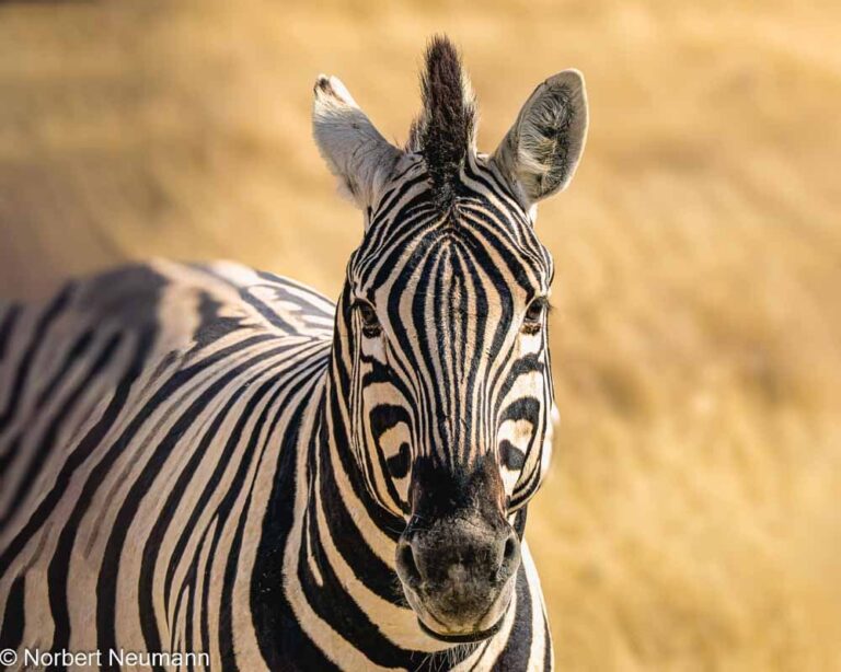 Namibia, Etosha-Nationalpark