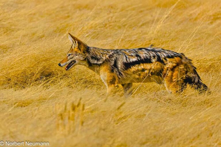 Namibia, Etosha-Nationalpark