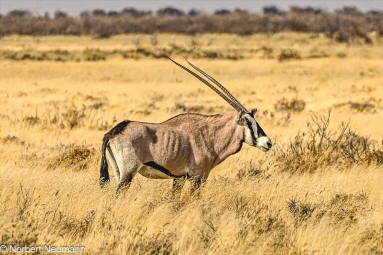 Namibia, Etosha-Nationalpark
