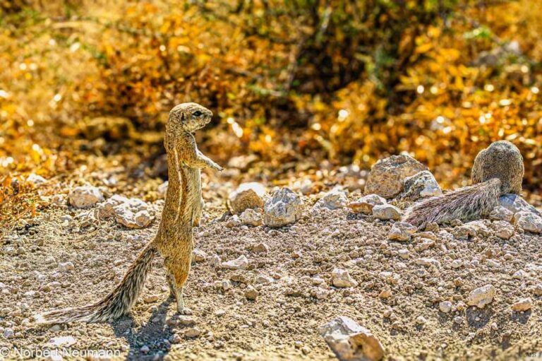 Namibia, Etosha-Nationalpark