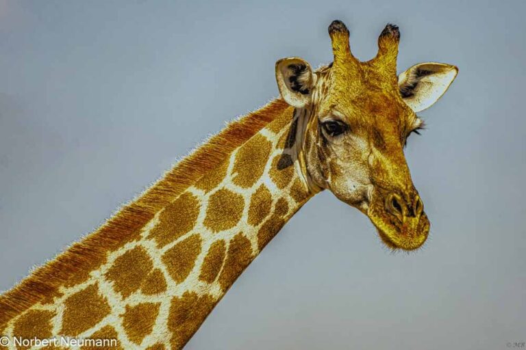 Namibia, Etosha-Nationalpark