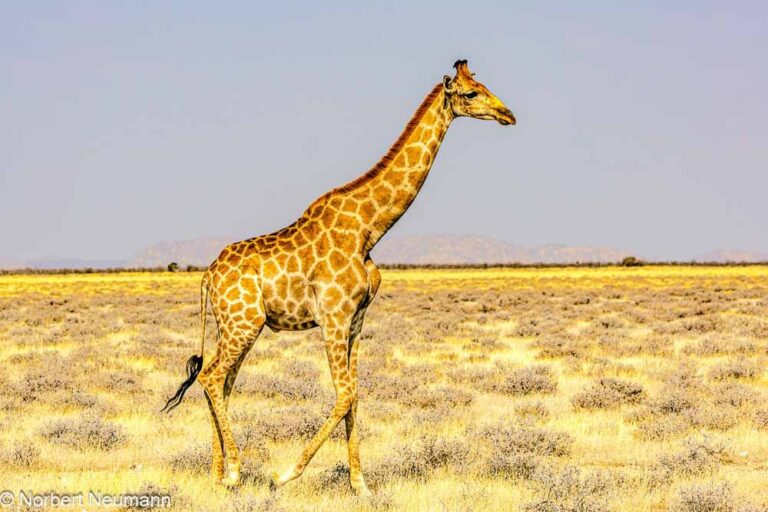 Namibia, Etosha-Nationalpark