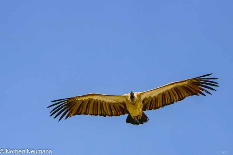 Namibia, Etosha-Nationalpark