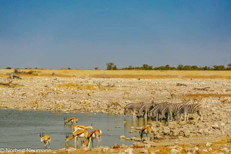 Namibia, Etosha-Nationalpark