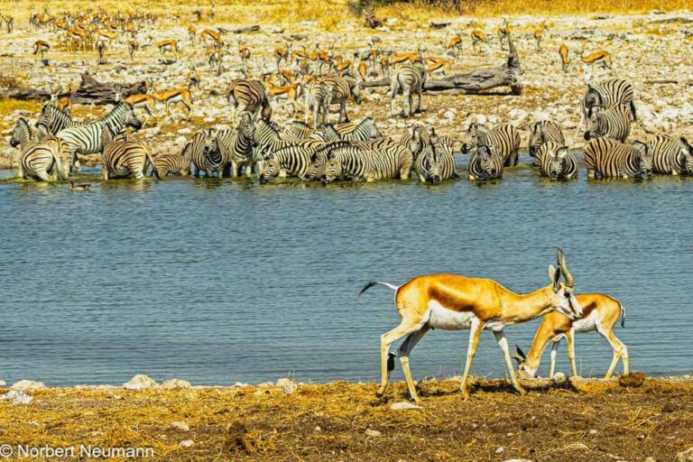 Namibia, Etosha-Nationalpark