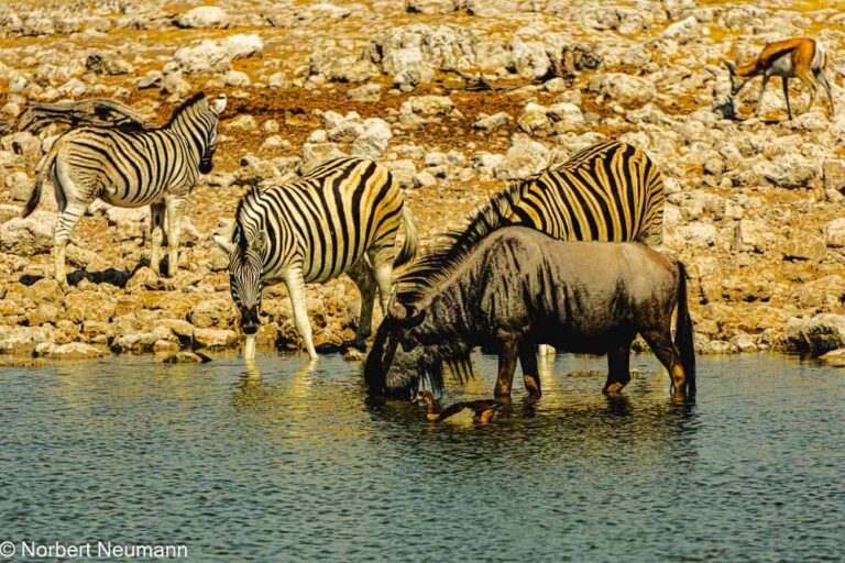 Namibia, Etosha-Nationalpark