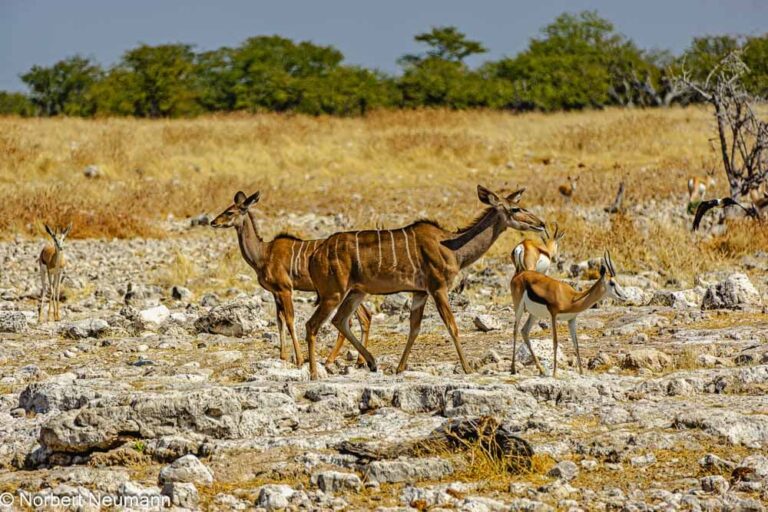 Namibia, Etosha-Nationalpark