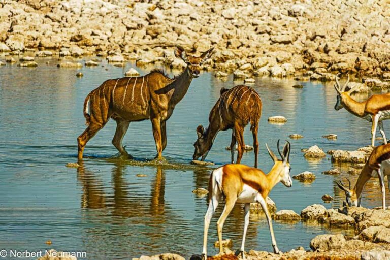 Namibia, Etosha-Nationalpark