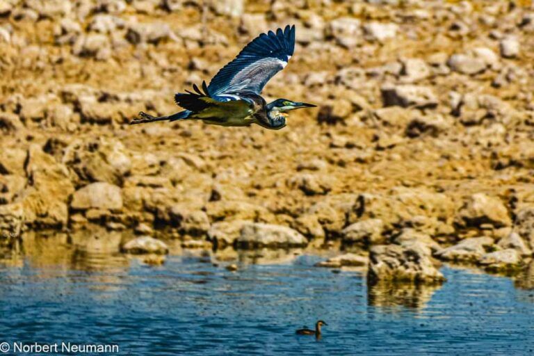Namibia, Etosha-Nationalpark