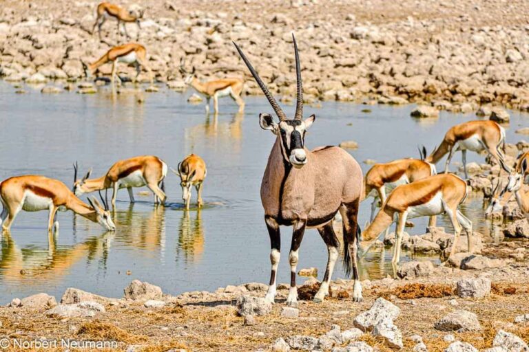 Namibia, Etosha-Nationalpark