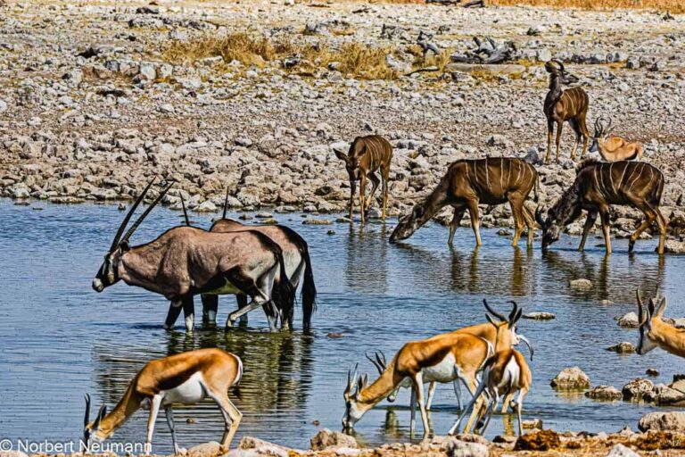 Namibia, Etosha-Nationalpark
