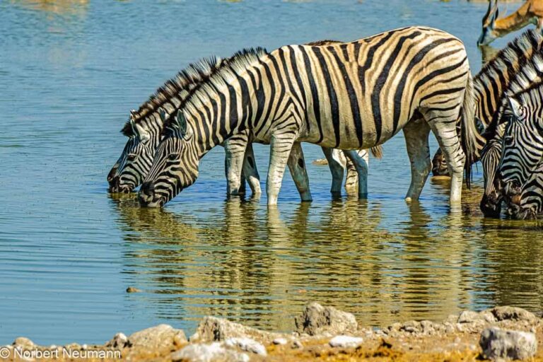 Namibia, Etosha-Nationalpark