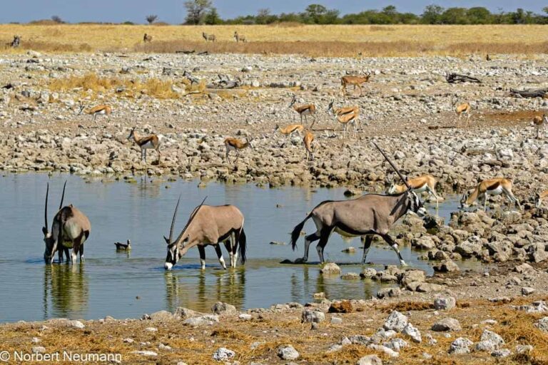 Namibia, Etosha-Nationalpark