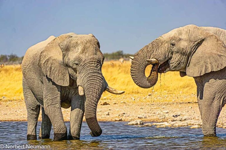 Namibia, Etosha-Nationalpark