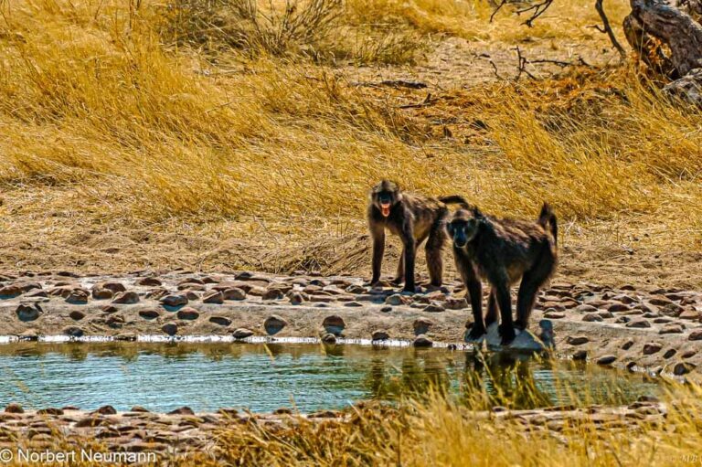 Namibia, Hohenstein Lodge