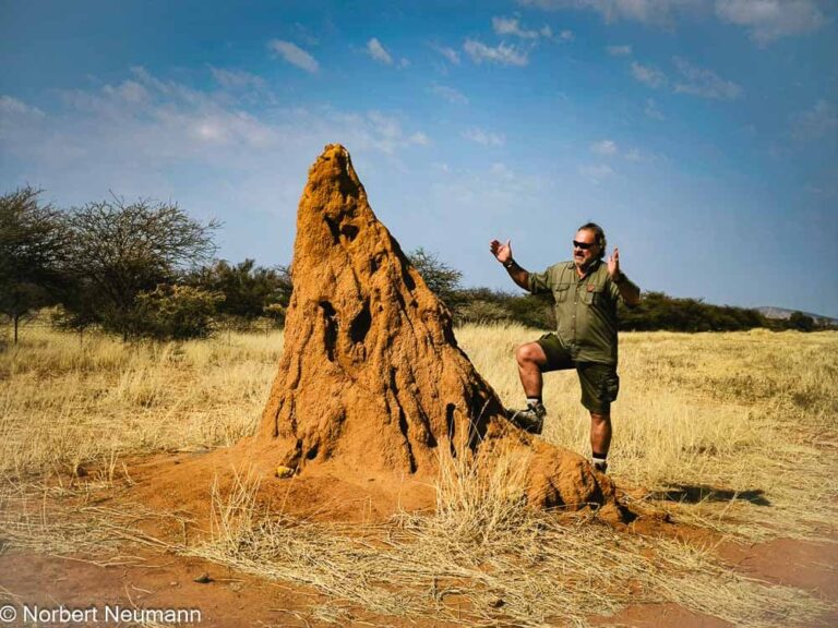 Namibia, Termiten